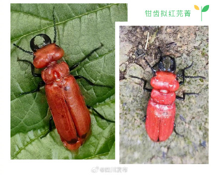 极为罕见！四川又发现新纪录物种