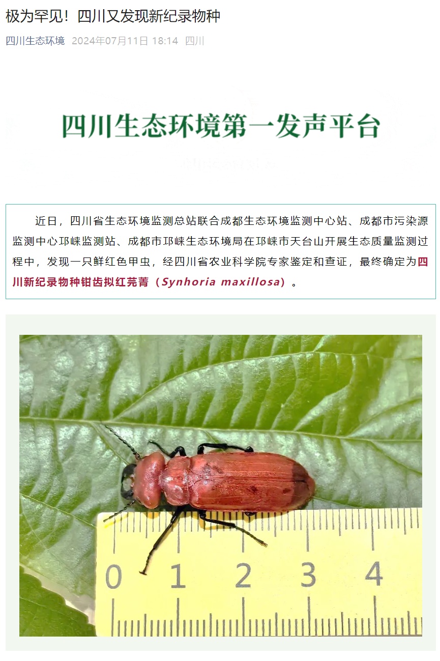 极为罕见！四川又发现新纪录物种