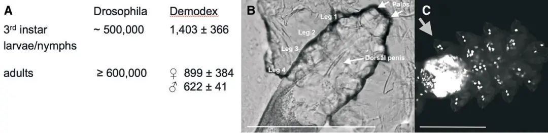 它们趁你睡觉爬上你的脸，还在你脸上交配，对你的依赖让它们走上绝路
