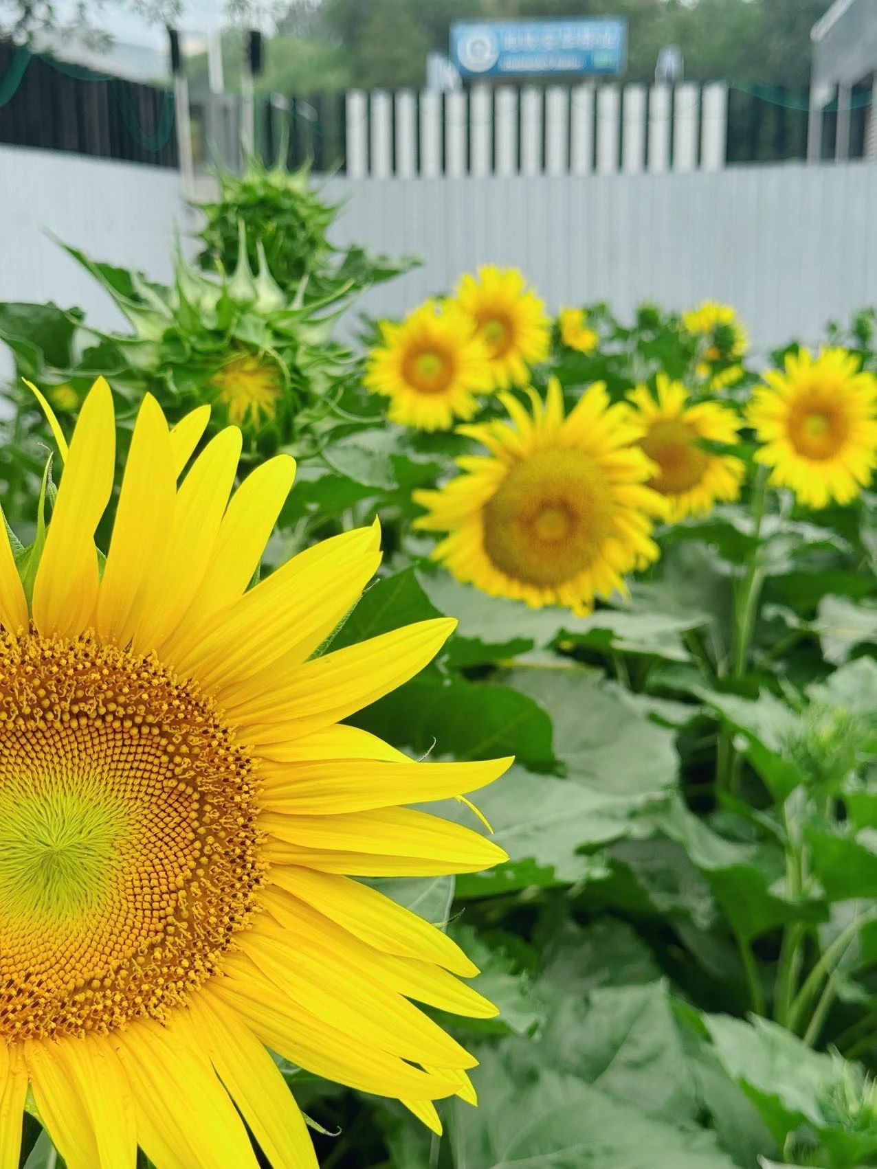 镜头下的北京科学中心 | 向日葵 镜头下的北京科学中心 | 向日葵