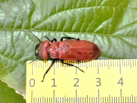 极为罕见！四川又发现新纪录物种