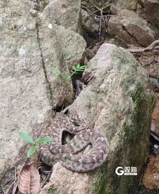 进入高发期!今年,青岛八医已接诊30余例!医生最新提醒…… 进入高发期!今年,青岛八医已接诊30余例!医生最新提醒……