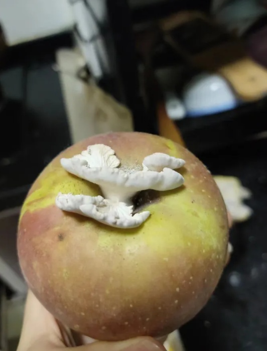 梅雨不断,苹果里长出了蘑菇?有人求购后尝了一口... 梅雨不断,苹果里长出了蘑菇?有人求购后尝了一口...