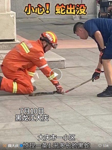 黑蛇闯进大庆一小区！消防员直接“拿捏”