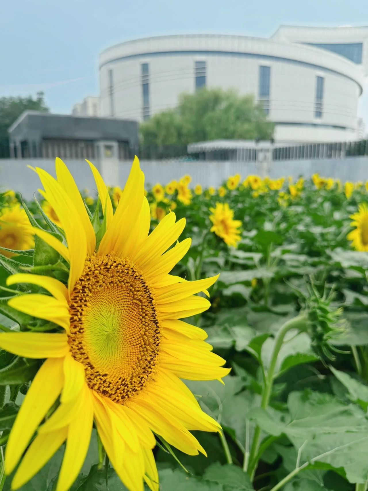 镜头下的北京科学中心 | 向日葵 镜头下的北京科学中心 | 向日葵