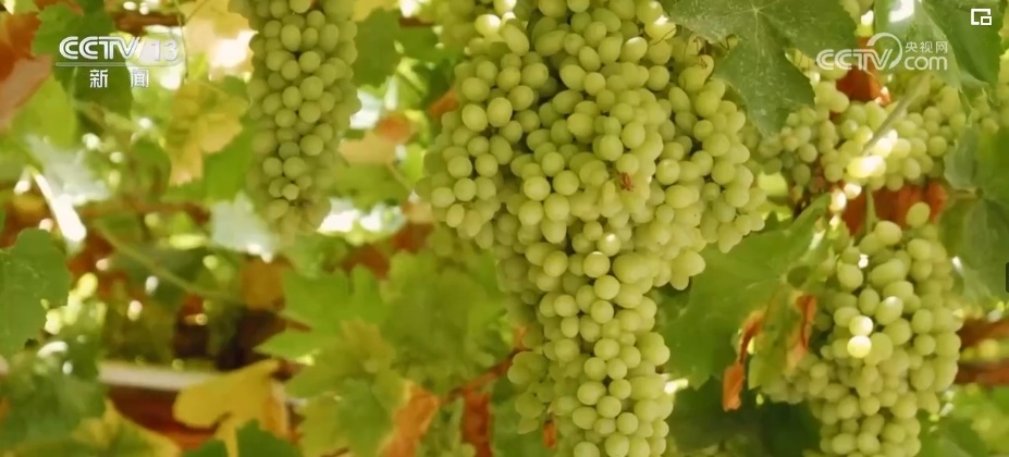 一座城千条巷 历史文化遗产“串珠成链”小城展“新颜”