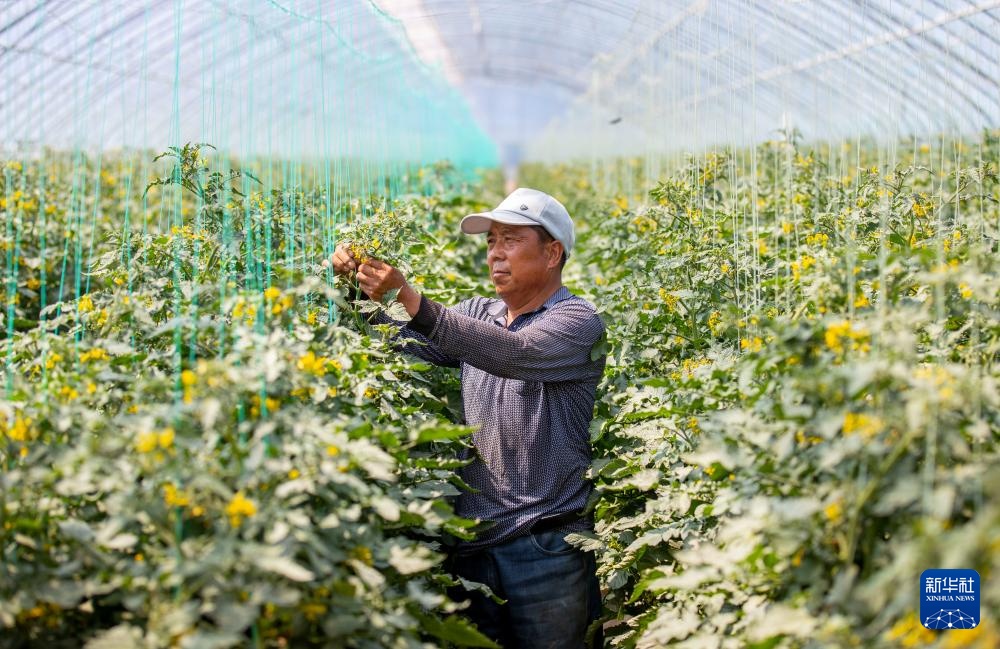 宁夏同心：设施农业助农增收
