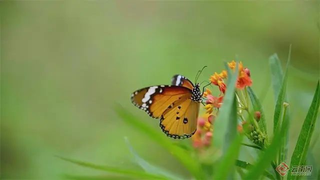 这一幕奇观冲上热搜!上亿只蝴蝶齐飞,真的不是特效... 这一幕奇观冲上热搜!上亿只蝴蝶齐飞,真的不是特效...