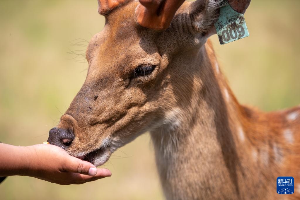 以林兴旅 “中国林都”迎来夏季旅游高峰 以林兴旅 “中国林都”迎来夏季旅游高峰