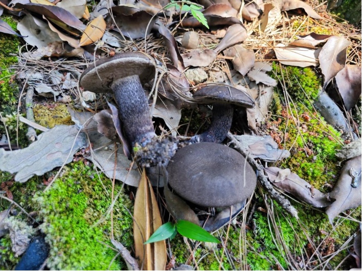 杭州又发现新物种!一个比一个有趣 杭州又发现新物种!一个比一个有趣