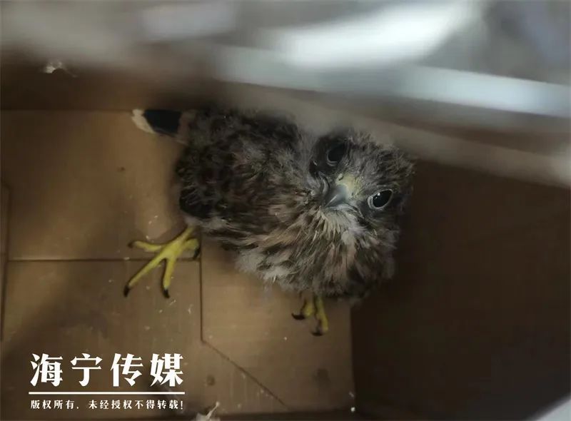 不要救！不要救！不要救！浙江人，看见它们要注意了