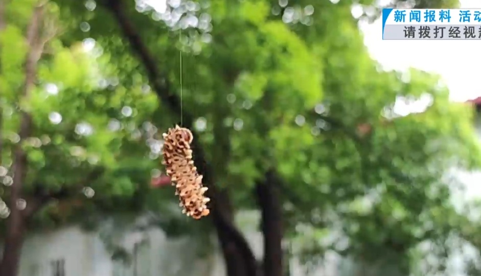 武汉这条路出现大量吊丝的虫!原来是它在作怪……专家提醒 武汉这条路出现大量吊丝的虫!原来是它在作怪……专家提醒