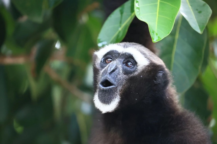 景区员工下班头“戴”一只猴?当事人发声 景区员工下班头“戴”一只猴?当事人发声