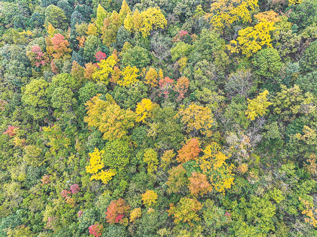全球同纬度面积最大！广西发现原生性亚热带岩溶森林生态系统