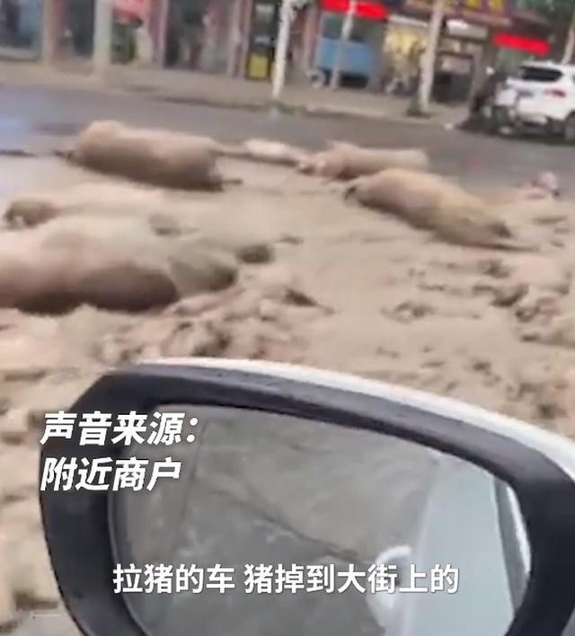 运输中掉落大量死猪，涉事司机被警方控制