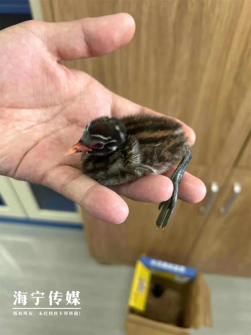 不要救！不要救！不要救！浙江人，看见它们要注意了