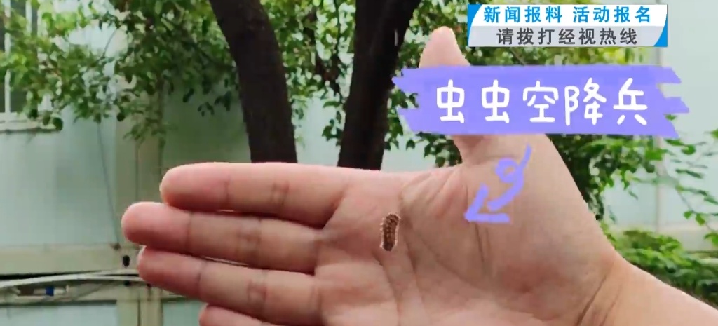 武汉这条路出现大量吊丝的虫!原来是它在作怪……专家提醒 武汉这条路出现大量吊丝的虫!原来是它在作怪……专家提醒