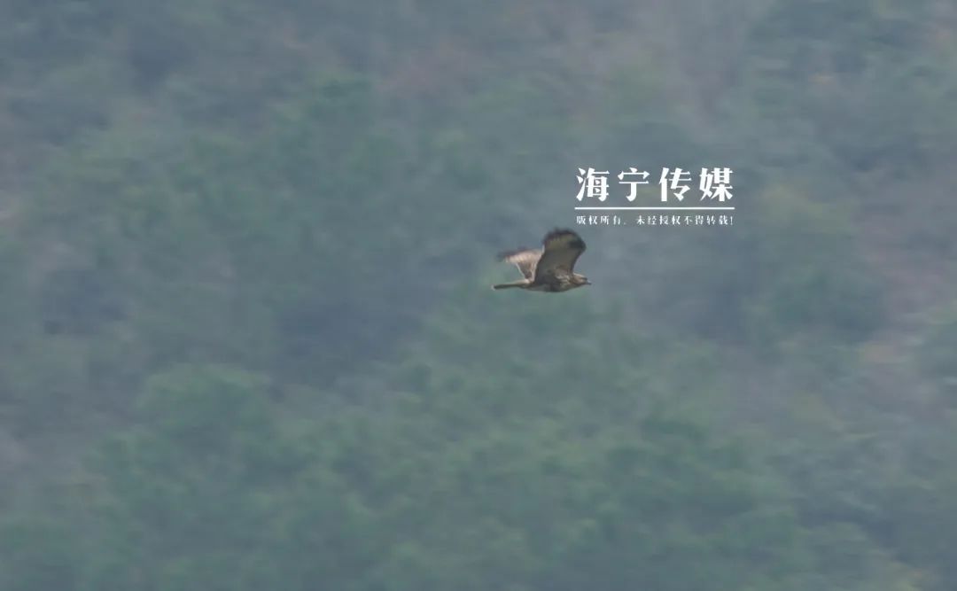 不要救！不要救！不要救！浙江人，看见它们要注意了