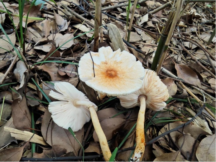 杭州又发现新物种!一个比一个有趣 杭州又发现新物种!一个比一个有趣