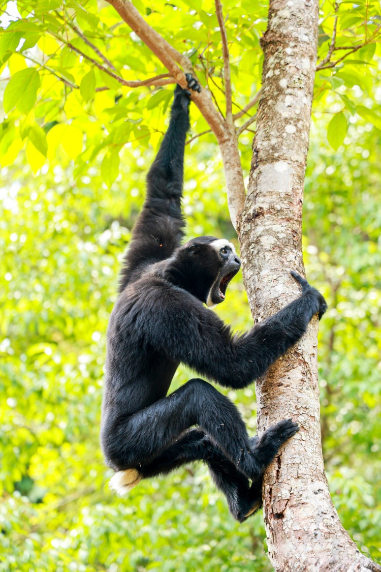 景区员工下班头“戴”一只猴?当事人发声 景区员工下班头“戴”一只猴?当事人发声