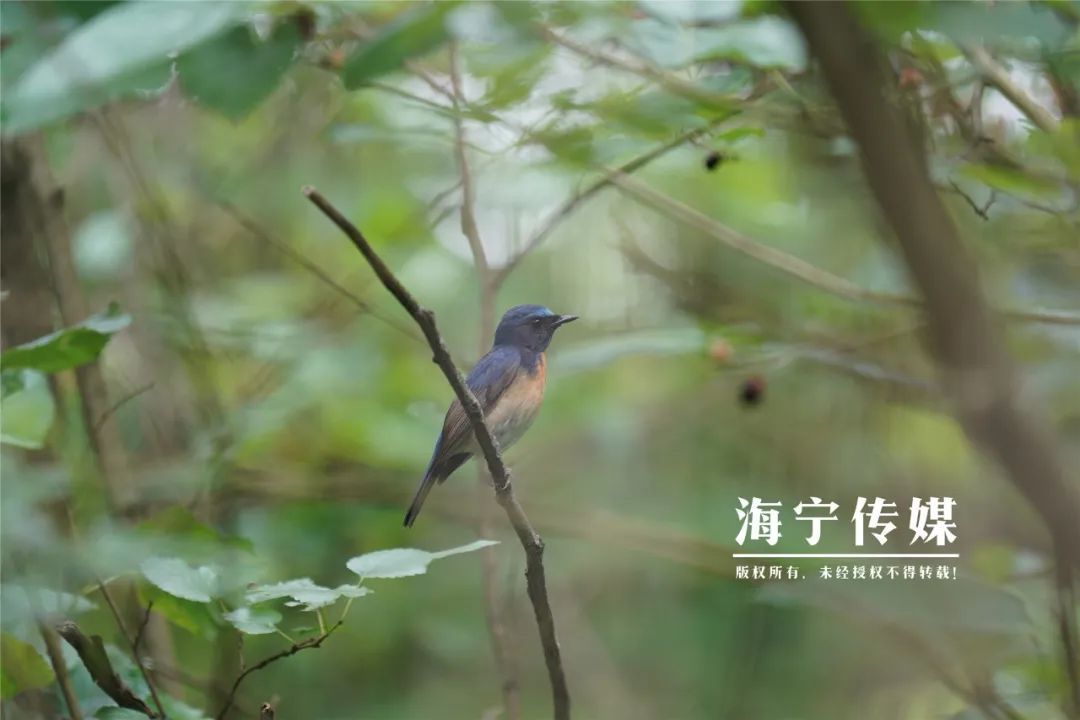 不要救！不要救！不要救！浙江人，看见它们要注意了