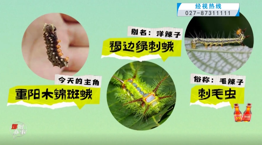 武汉这条路出现大量吊丝的虫!原来是它在作怪……专家提醒 武汉这条路出现大量吊丝的虫!原来是它在作怪……专家提醒