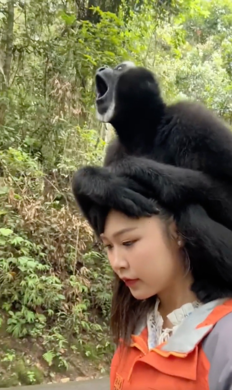 景区员工下班头“戴”一只猴?当事人发声 景区员工下班头“戴”一只猴?当事人发声