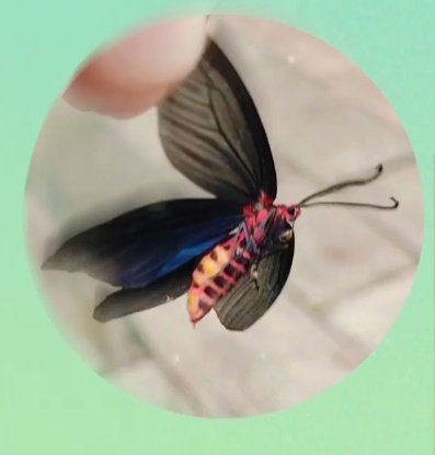 武汉这条路出现大量吊丝的虫!原来是它在作怪……专家提醒 武汉这条路出现大量吊丝的虫!原来是它在作怪……专家提醒