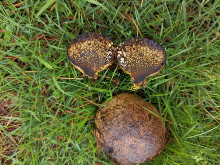 杭州又发现新物种!一个比一个有趣 杭州又发现新物种!一个比一个有趣