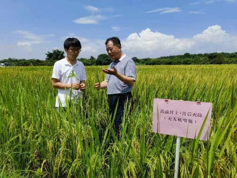 如何有效防控直播稻田杂草？广东省农业科学院专家找到新方法