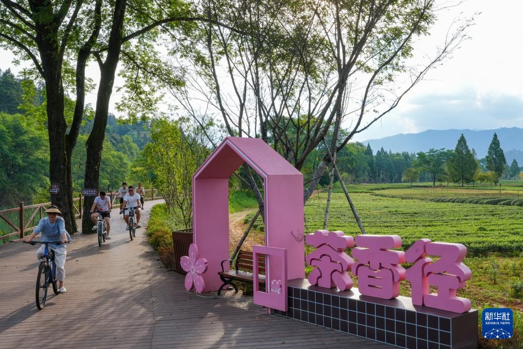 文化中国行丨福建武夷山：老茶镇里的新茶事