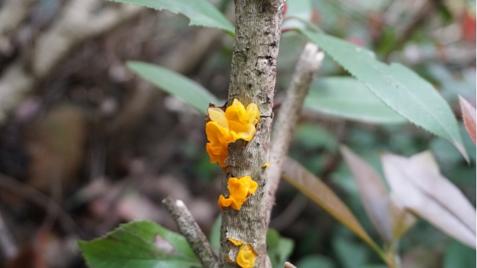 杭州又发现新物种!一个比一个有趣 杭州又发现新物种!一个比一个有趣