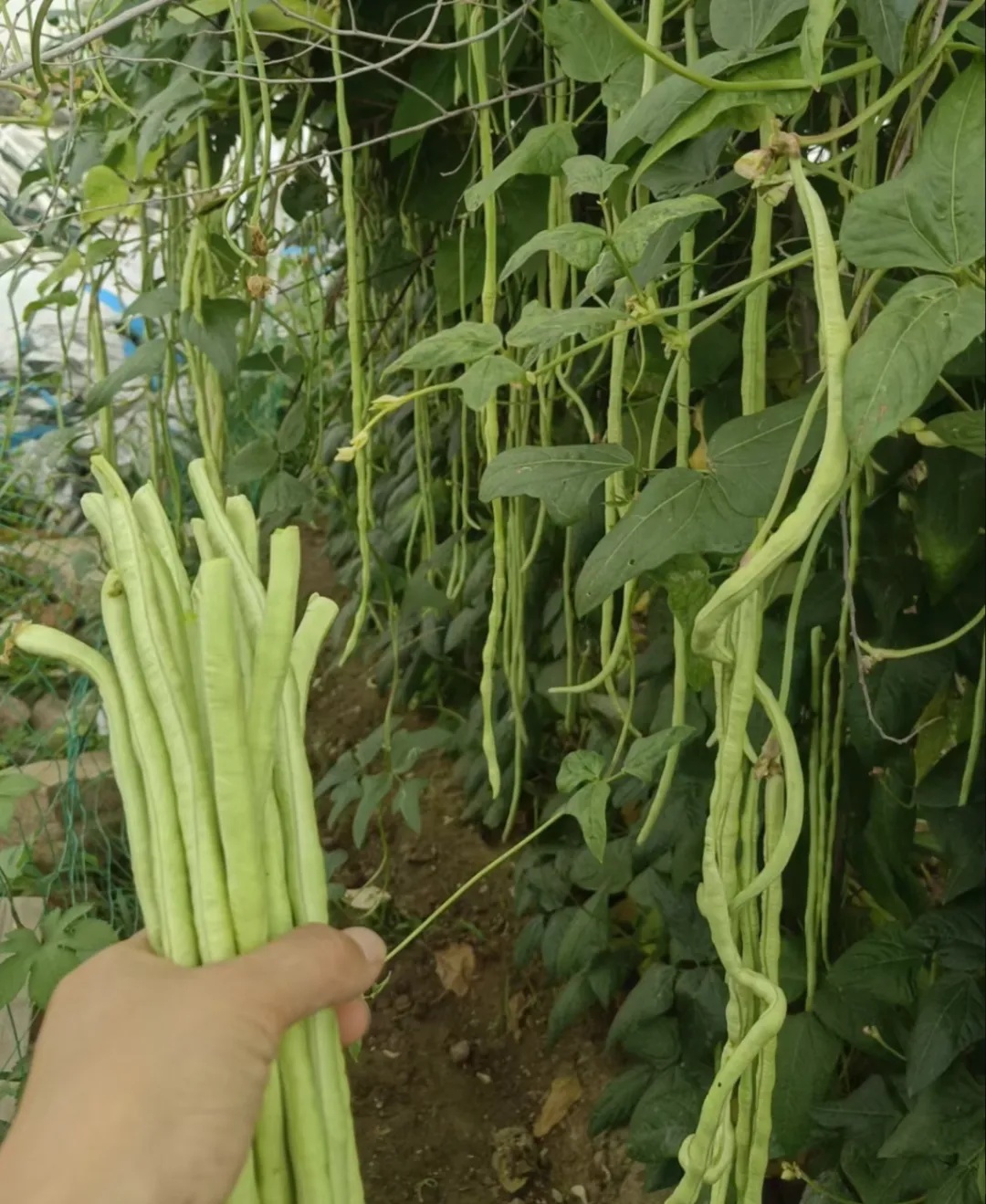 豆橛子，你到底有什么魔力啊？