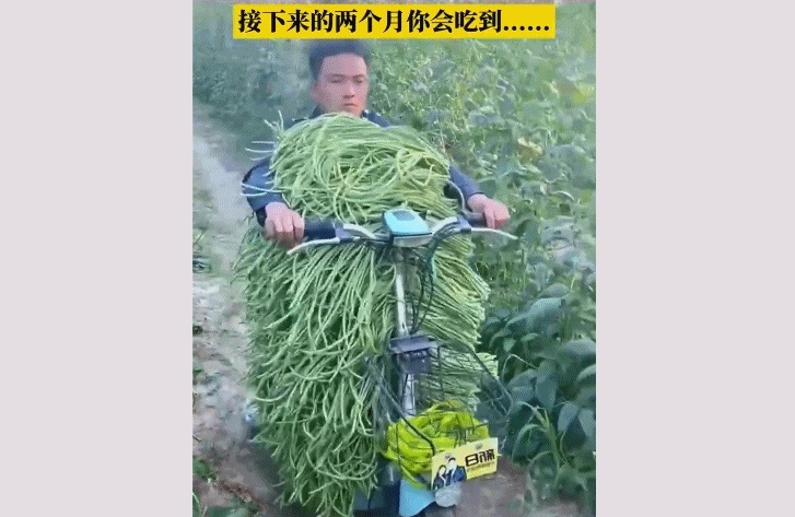 豆橛子，你到底有什么魔力啊？