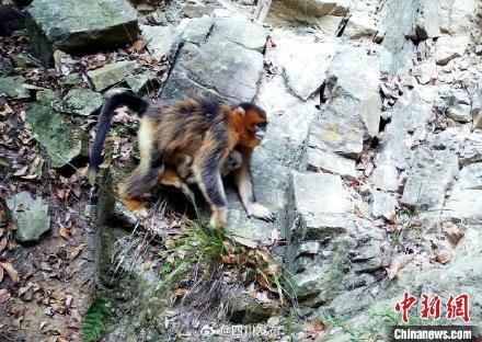 四川汶川：红外相机拍到大熊猫等多种野生动物影像
