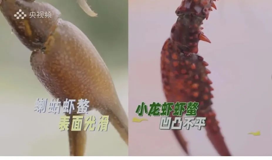 小龙虾江湖地位不稳？谁能踢馆“抢饭碗”？