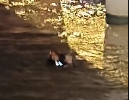 湛江一女子绝望跳江，他们的“一跃”带来希望！