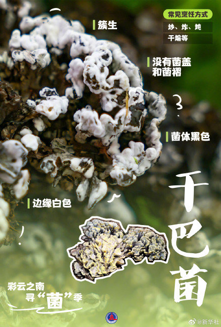 一组海报认识8种常见野生菌 一组海报认识8种常见野生菌