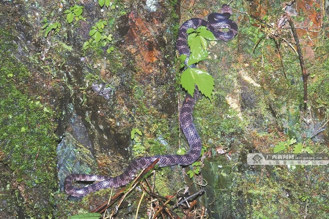 广西这个地方发现保护区新记录种 广西这个地方发现保护区新记录种