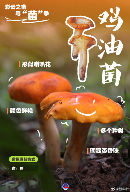 一组海报认识8种常见野生菌 一组海报认识8种常见野生菌