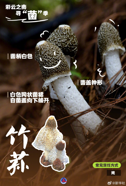 一组海报认识8种常见野生菌 一组海报认识8种常见野生菌