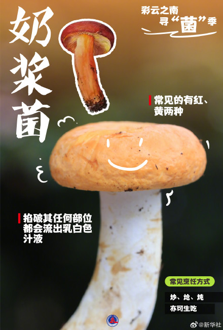 一组海报认识8种常见野生菌 一组海报认识8种常见野生菌