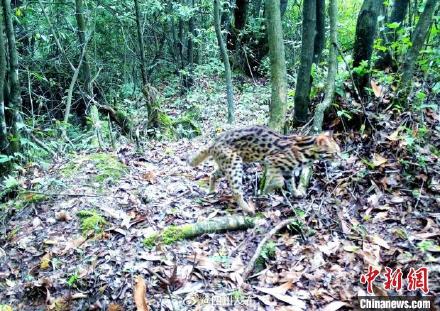 四川汶川：红外相机拍到大熊猫等多种野生动物影像