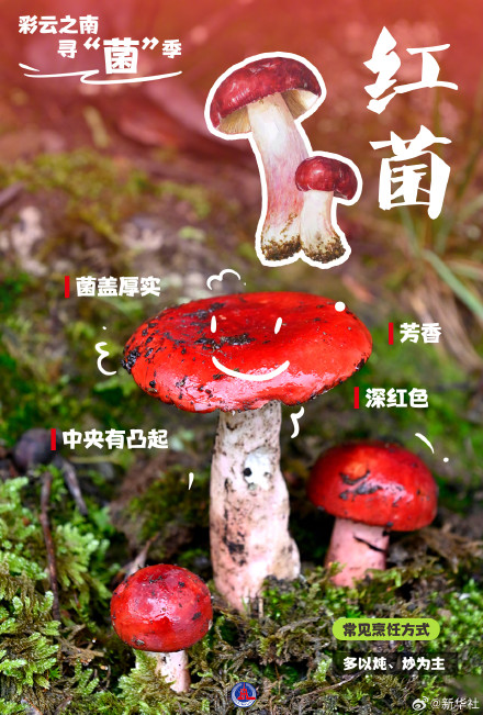 一组海报认识8种常见野生菌 一组海报认识8种常见野生菌