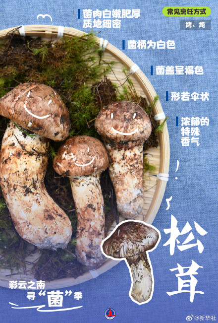 一组海报认识8种常见野生菌 一组海报认识8种常见野生菌