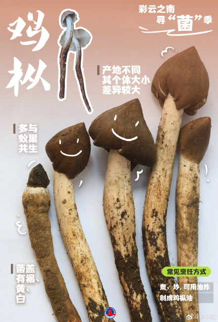 一组海报认识8种常见野生菌 一组海报认识8种常见野生菌