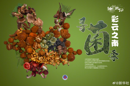 一组海报认识8种常见野生菌 一组海报认识8种常见野生菌