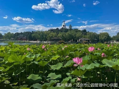 暑假期间北京市属公园取消周一园中园等闭园（馆）规定