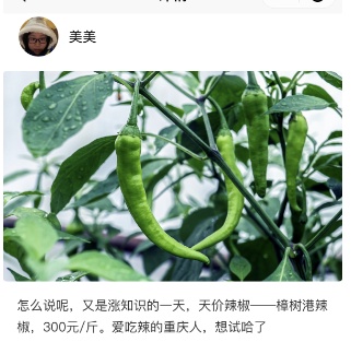 天价辣椒？曾卖到288元一斤，重庆网友直呼离谱