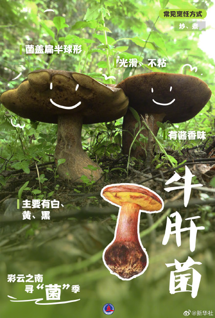一组海报认识8种常见野生菌 一组海报认识8种常见野生菌